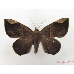 /filer/webapps/moths/media/images/B/basilewskyi_Achaea_A_Albert.jpg