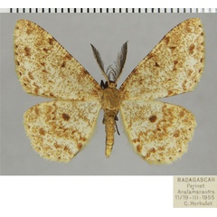 /filer/webapps/moths/media/images/P/perpectinata_Colocleora_AM_ZSMa.jpg