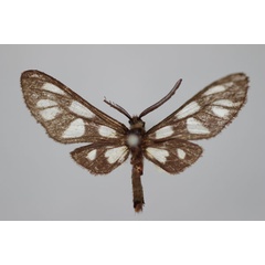 /filer/webapps/moths/media/images/N/nigra_Epitoxis_HT_BMNH.jpg