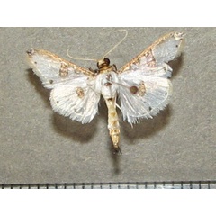 /filer/webapps/moths/media/images/M/metallata_Palpita_A_Goff.jpg