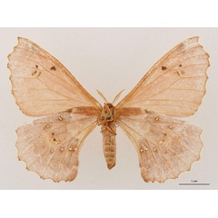 /filer/webapps/moths/media/images/M/minnettii_Eosia_HT_RBINS_02.jpg