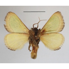 /filer/webapps/moths/media/images/V/vivida_Latoia_A_MGCLb_01.JPG