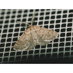 /filer/webapps/moths/media/images/A/athroopsegma_Drepanogynis_A_Roland.jpg