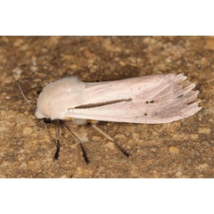 /filer/webapps/moths/media/images/P/punctivitta_Creatonotos_A_Heyns_02.jpg