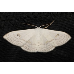 /filer/webapps/moths/media/images/C/centrophora_Somatina_A_Heyns_01.JPG