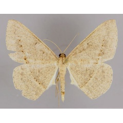 /filer/webapps/moths/media/images/C/conscitaria_Conolophia_A_ZSM_01.jpg