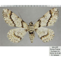 /filer/webapps/moths/media/images/P/pavlitzkiae_Cleora_AF_ZSM_02.jpg