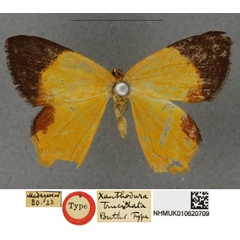 /filer/webapps/moths/media/images/T/trucidata_Xanthodura_HT_BMNHa.jpg