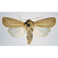 /filer/webapps/moths/media/images/P/pinna_Leucania_AM_NHMO.jpg