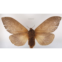 /filer/webapps/moths/media/images/S/subfascia_Pachyna_AF_MGCLb_01.jpg