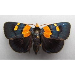 /filer/webapps/moths/media/images/V/vaillantina_Egybolis_A_Baron.jpg