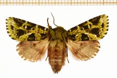 Nyodes rufifusa