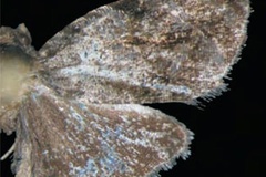 Endothenia gutturalis