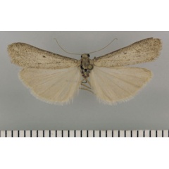 /filer/webapps/moths/media/images/N/namaquense_Entephrilema_HT_Kuhne.jpg