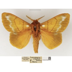 /filer/webapps/moths/media/images/C/citrina_Lechriolepis_AM_NHMUK_01.jpg