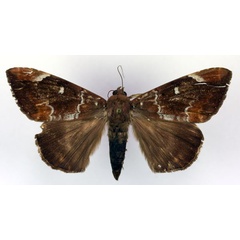 /filer/webapps/moths/media/images/P/phaeobasis_Achaea_A_RMCA.jpg