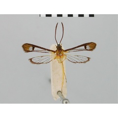 /filer/webapps/moths/media/images/C/chrysonympha_Synanthedon_HT_BMNH.jpg