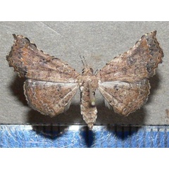 /filer/webapps/moths/media/images/T/trogocraspia_Egnasia_A_Goffa_01.JPG