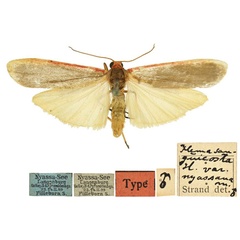 /filer/webapps/moths/media/images/N/nyassana_Eilema_LT_MfN.jpg