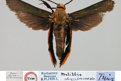 Melittia abyssiniensis