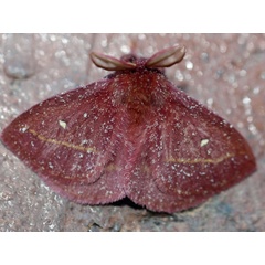 /filer/webapps/moths/media/images/R/rosea_Decachorda_A_Voaden.JPG