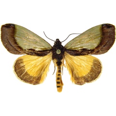 /filer/webapps/moths/media/images/C/chrysochlora_Tuerta_AM_MCJM.jpg