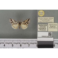/filer/webapps/moths/media/images/L/lithoides_Noliproctis_PTM_BMNH_01a.jpg