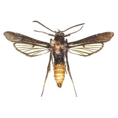 /filer/webapps/moths/media/images/M/murzini_Proaegeria_HT_COGMa.jpg