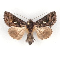 /filer/webapps/moths/media/images/T/triteia_Ctenoplusia_A_Legrain.jpg