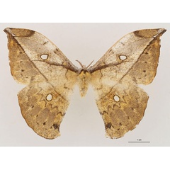 /filer/webapps/moths/media/images/V/vingerhoedti_Pselaphia_AT_RBINS_01.jpg