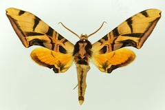 Batocnema coquerelii