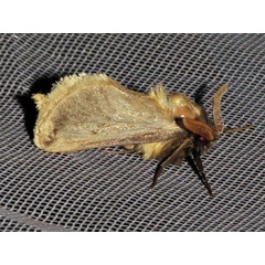 /filer/webapps/moths/media/images/A/armillata_Gorgopis_A_Braun_02.jpg