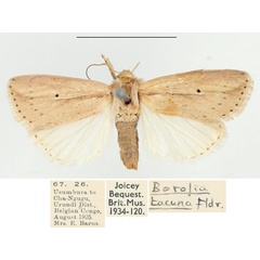 /filer/webapps/moths/media/images/M/miasticta_Leucania_AF_BMNH.jpg