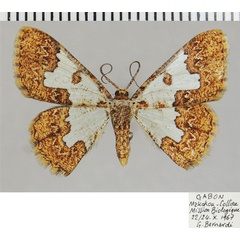 /filer/webapps/moths/media/images/I/ilaria_Zamarada_AF_ZSM.jpg