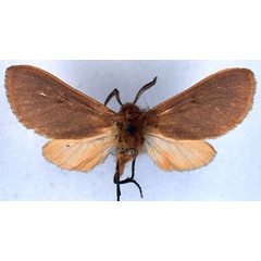 /filer/webapps/moths/media/images/D/diversa_Metarctia_HT_BMNH_01.jpg