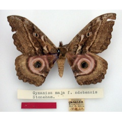 /filer/webapps/moths/media/images/N/ndebesiensis_Gynanisa_HT_NMK.jpg