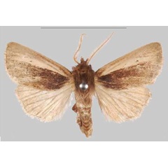/filer/webapps/moths/media/images/K/kalinzu_Sciomesa_HT_NHMUKa.jpg