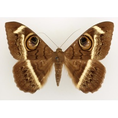 /filer/webapps/moths/media/images/L/latona_Cyligramma_AM_TMSA_01.jpg