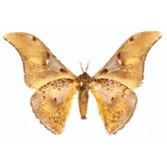 /filer/webapps/moths/media/images/L/lunata_Dogoia_HT_CMP_02.jpg