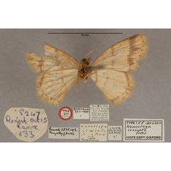 /filer/webapps/moths/media/images/I/irrorata_Xenostega_HT_OUMNH_02.jpg