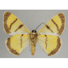 /filer/webapps/moths/media/images/S/seydeli_Dorsifulcrum_PTM_ZSMb.jpg