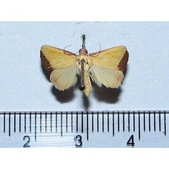 /filer/webapps/moths/media/images/S/subflavalis_Phytometra_A_Goff.jpg