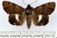 Catephia pseudonatalensis