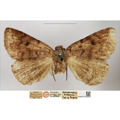 /filer/webapps/moths/media/images/T/tritonia_Metachrostis_HT_NHMUK.jpg