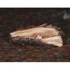 /filer/webapps/moths/media/images/P/pulchra_Cetola_A_Roland_01.jpg