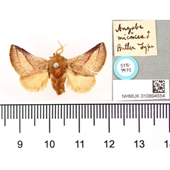 /filer/webapps/moths/media/images/M/micacea_Anzabe_LT_BMNH.jpg