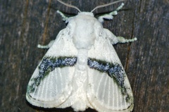 Afraltha chionostola