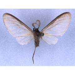 /filer/webapps/moths/media/images/F/fontainei_Apisa_HT_RMCA_01.jpg