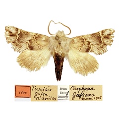 /filer/webapps/moths/media/images/G/gafsana_Cleophana_HT_MHNG.jpg