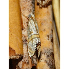 /filer/webapps/moths/media/images/D/discopis_Euchromius_A_Roland_01.jpg